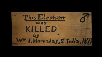 Media type: image; Mammalogy 6321   Description: Original wooden panel found inside mounted specimen. ;